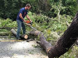 Best Tree Preservation Services  in Morgandale, OH