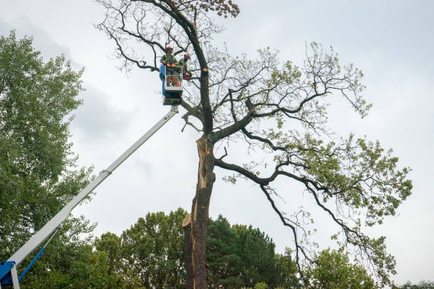 Best Tree and Shrub Care  in Morgandale, OH