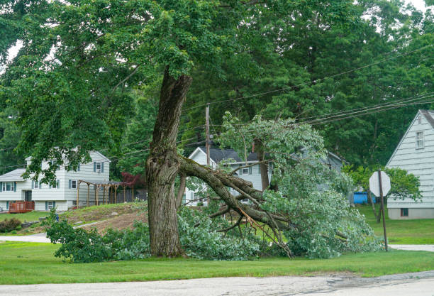 Best Hazardous Tree Removal  in Morgandale, OH