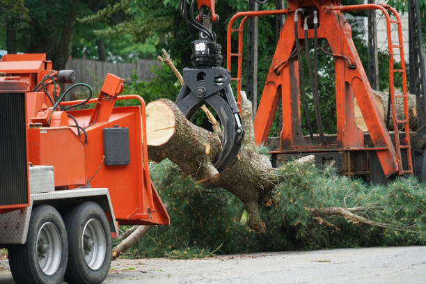 Best Tree Trimming and Pruning  in Morgandale, OH