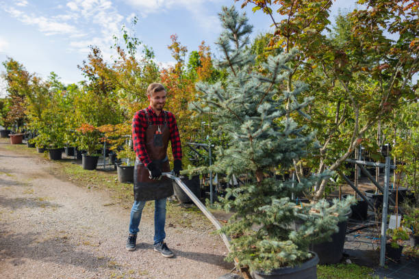 Best Tree Removal  in Morgandale, OH